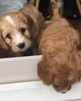 Cavapoo puppies ready to leave image 1